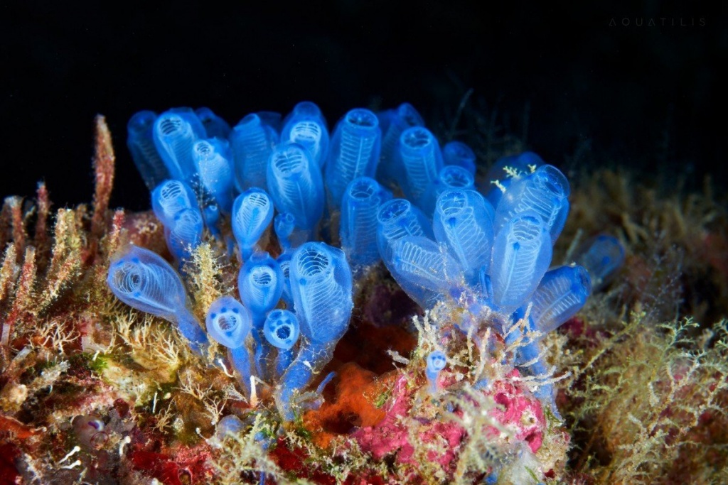 s1200.jpg
