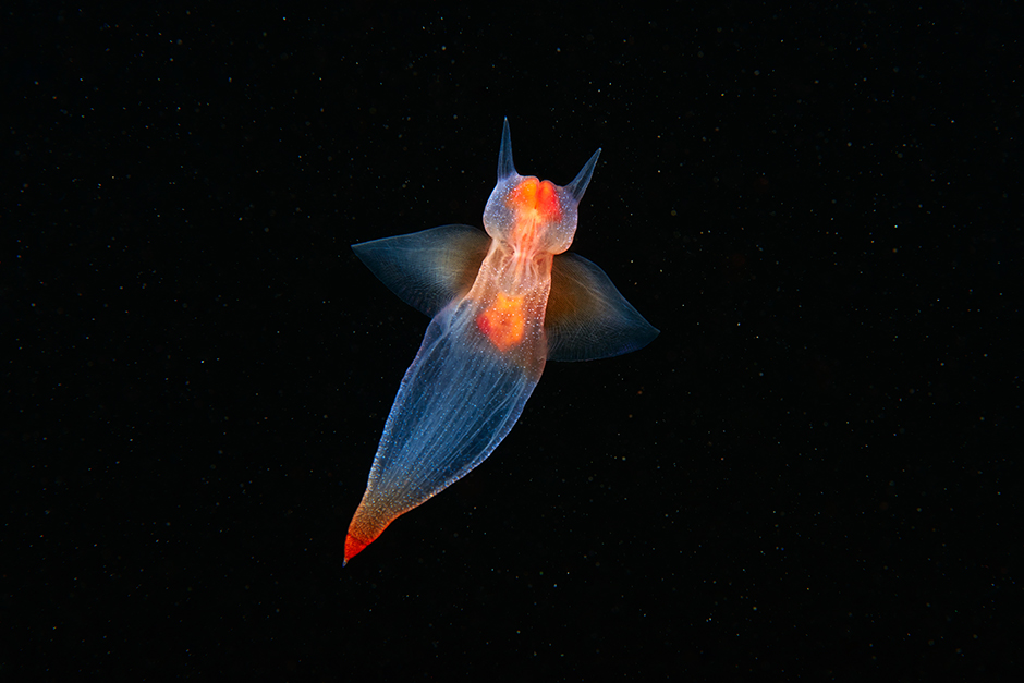 sea-angel.jpg